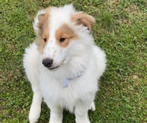 Collie Puppy for sale in MARTINSBURG, WV, USA