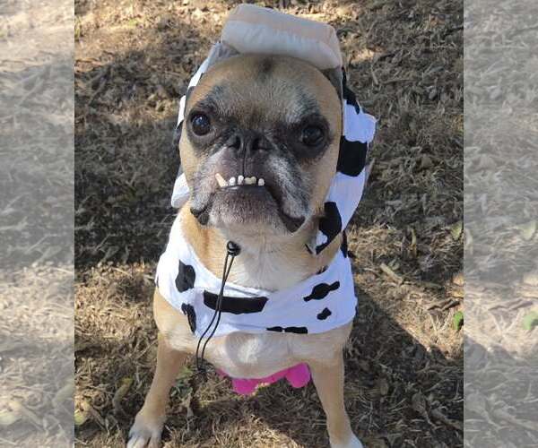 Medium Photo #8 Boston Terrier-Boxer Mix Puppy For Sale in Little Elm, TX, USA