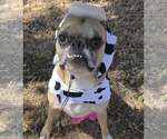 Small Photo #8 Boston Terrier-Boxer Mix Puppy For Sale in Little Elm, TX, USA