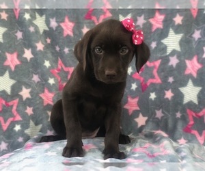 Labrador Retriever Puppy for sale in LAKELAND, FL, USA