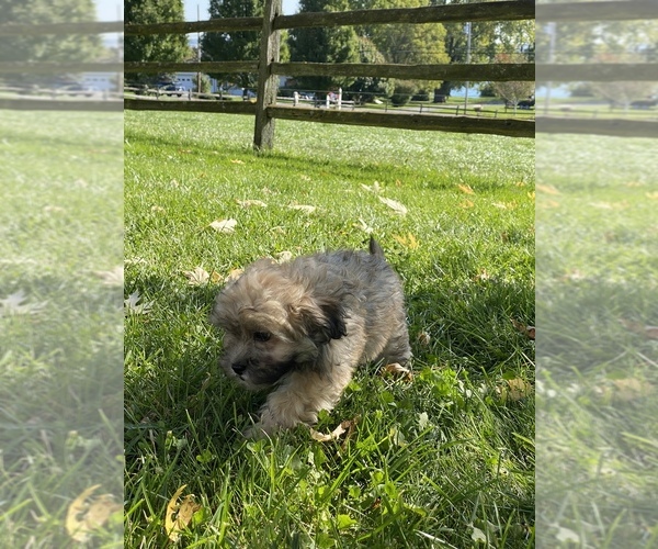 Medium Photo #4 ShihPoo Puppy For Sale in CANOGA, NY, USA