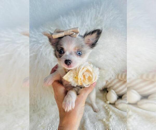Medium Photo #3 Chihuahua Puppy For Sale in AVONDALE EST, GA, USA
