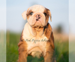 Small #3 Bulldog