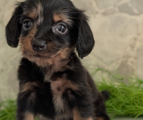 Medium Photo #24 Dachshund Puppy For Sale in GOSHEN, IN, USA