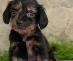 Small #1 Dachshund