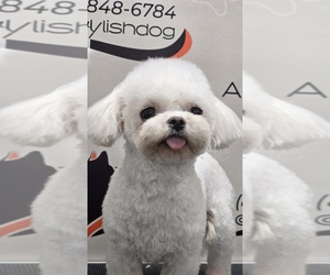 Mother of the Maltipoo (Toy) puppies born on 01/16/2026