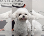 Small Photo #1 Maltipoo (Toy) Puppy For Sale in RANCHO BERNARDO, CA, USA