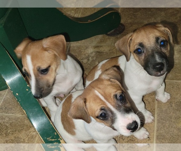 Medium Photo #1 Russell Terrier Puppy For Sale in MARSHVILLE, NC, USA