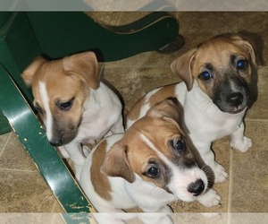 Russell Terrier Puppy for Sale in MARSHVILLE, North Carolina USA