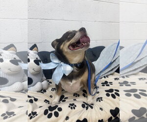 Chihuahua Dogs for adoption in York, SC, USA