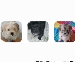 Maltipoo-Shih Tzu Mix Puppy for sale in SACRAMENTO, CA, USA