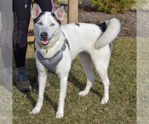 Medium Photo #2 Border Collie-Siberian Husky Mix Puppy For Sale in Huntley, IL, USA