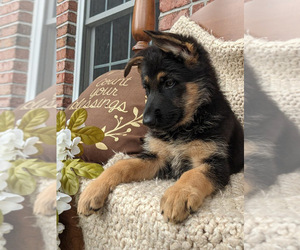 German Shepherd Dog Puppy for Sale in SCIO, Ohio USA