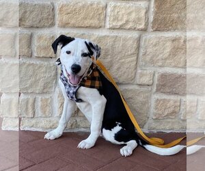 American Bulldog-Dalmatian Mix Dogs for adoption in Euless, TX, USA