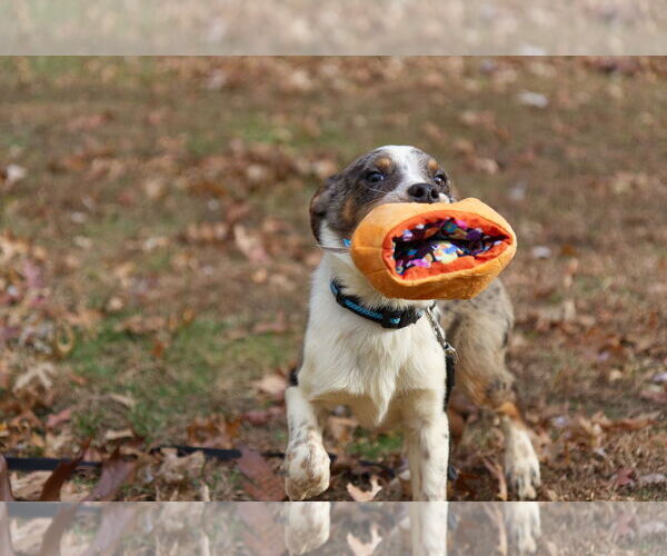 Medium Photo #4 Mutt Puppy For Sale in Garden City, NY, USA