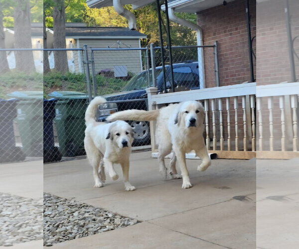 Medium Photo #4 Anatolian Pyrenees Puppy For Sale in Thomasville, NC, USA