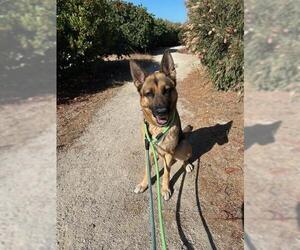 German Shepherd Dog Dogs for adoption in Santa Maria, CA, USA