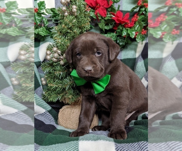 Medium Photo #5 Labrador Retriever Puppy For Sale in GLEN ROCK, PA, USA