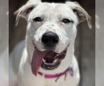 Small #8 American Bulldog