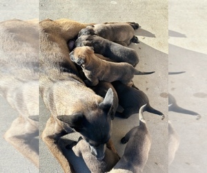 Mother of the Belgian Malinois puppies born on 11/07/2022