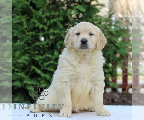 Medium Photo #4 Golden Retriever Puppy For Sale in MANHEIM, PA, USA