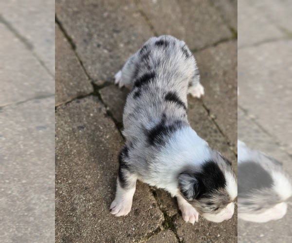 Medium Photo #6 Australian Shepherd Puppy For Sale in NELSON, VA, USA