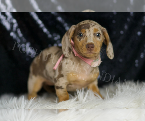 Medium Photo #123 Dachshund Puppy For Sale in WARSAW, IN, USA