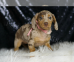 Small Photo #123 Dachshund Puppy For Sale in WARSAW, IN, USA