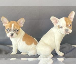 French Bulldog Puppy for sale in MORENO VALLEY, CA, USA