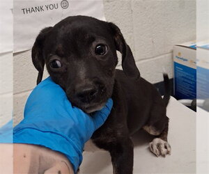 Mutt Dogs for adoption in Chula Vista, CA, USA