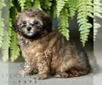 Small #2 Shih-Poo