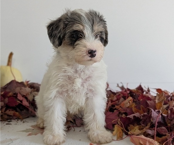 Medium Photo #31 Schnoodle (Miniature) Puppy For Sale in GOSHEN, IN, USA