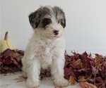 Small #11 Schnoodle (Miniature)