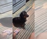 Small #3 Dachshund