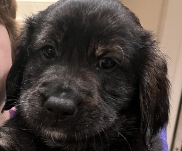 Medium Photo #4 Bernedoodle-English Cream Golden Retriever Mix Puppy For Sale in MONTCLAIR, NJ, USA
