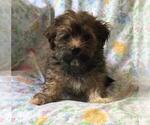 Small Photo #4 Havanese Puppy For Sale in PARKER, CO, USA