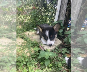 Pembroke Welsh Corgi Puppy for sale in BRANDON, FL, USA