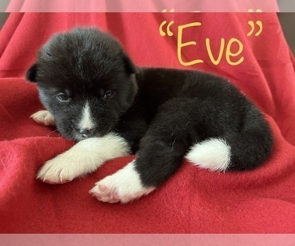 Medium Photo #2 Akita Puppy For Sale in BIRON, WI, USA