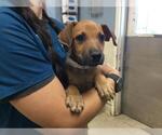 Small Doberman Pinscher Mix