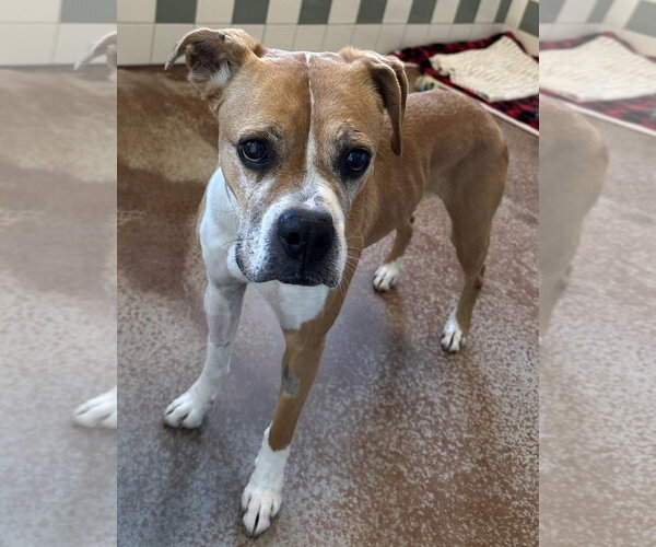 Medium Photo #2 Boxer Puppy For Sale in Salinas, CA, USA