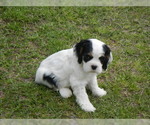 Small Photo #4 Cocker Spaniel Puppy For Sale in BEECH ISLAND, SC, USA