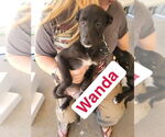Small #1 German Shepherd Dog Mix