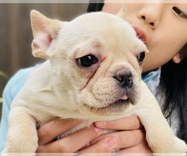 Medium Photo #8 French Bulldog Puppy For Sale in FREMONT, CA, USA