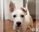 Small #11 Labrador Retriever Mix