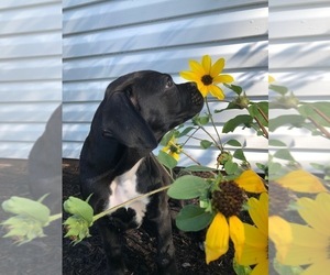 Boxer Puppy for sale in MILLERSBURG, OH, USA