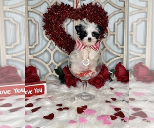Shorkie Tzu Puppy for sale in MORRIS CHAPEL, TN, USA