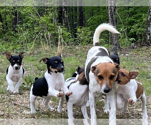 Rat Terrier Puppy for sale in DORA, MO, USA