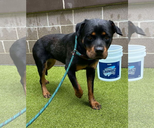 Medium Photo #3 Rottweiler Puppy For Sale in Hillsboro, NH, USA