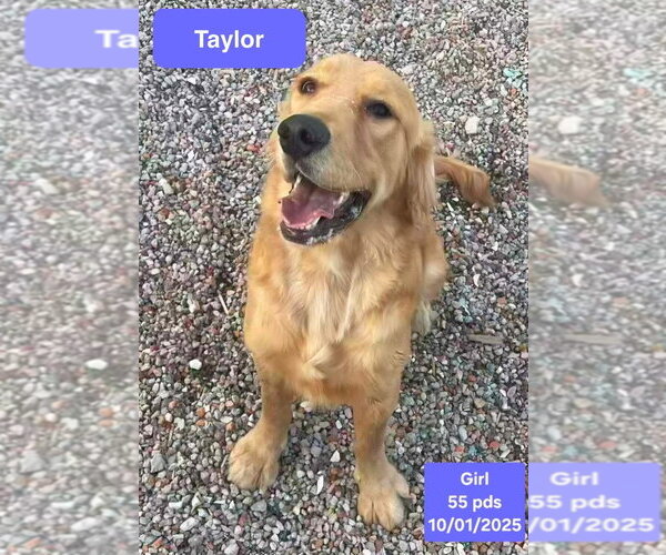 Medium Photo #2 Golden Retriever Puppy For Sale in West Hollywood, CA, USA