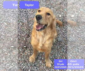 Taylor - Female Golden Retriever Dog for Adoption - Photo #2